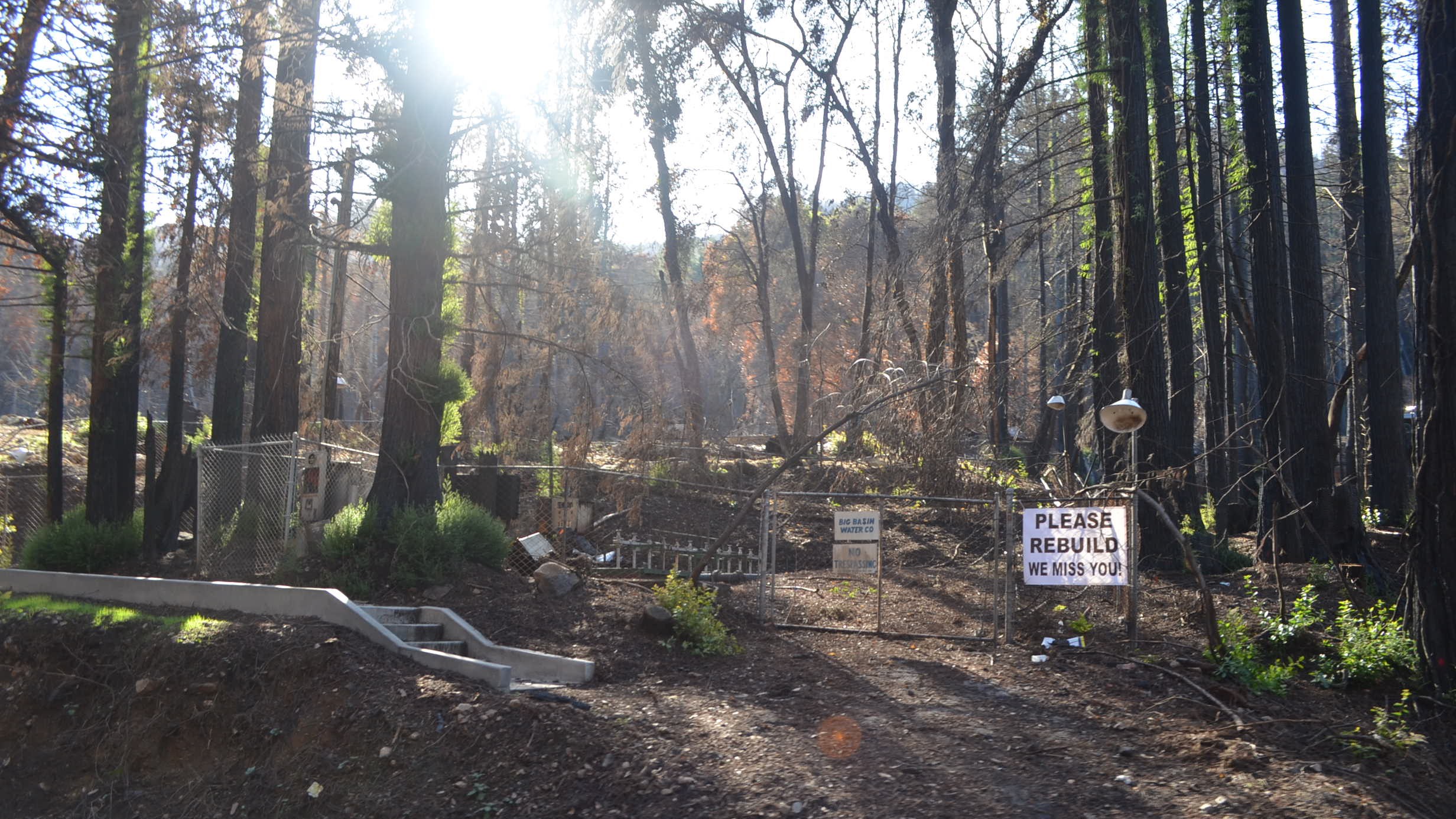A wooded area in Boulder Creek damaged by the CZU Lightning Complex Fire is fenced off in early 2021.