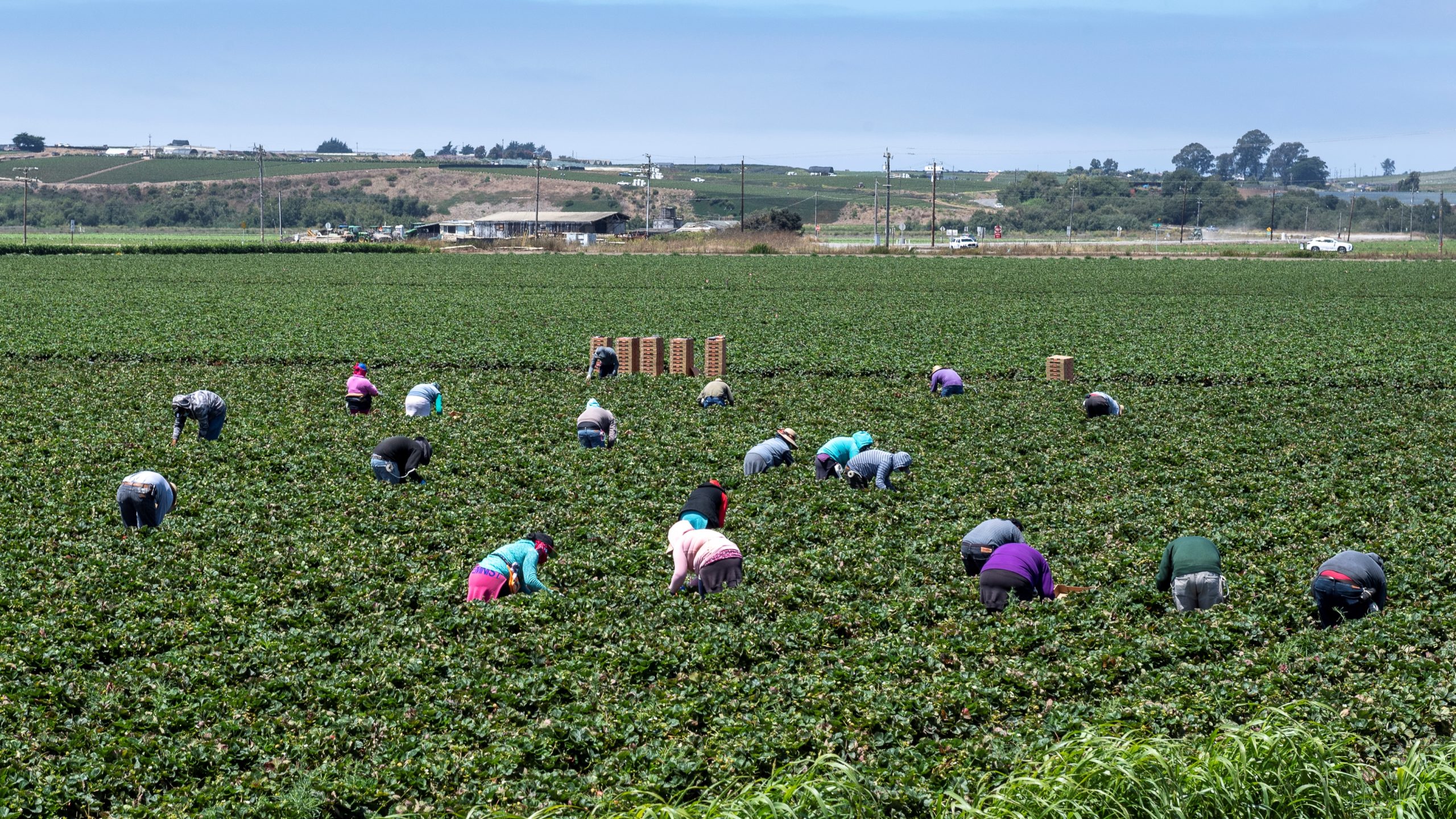 farmworkers in Watsonville