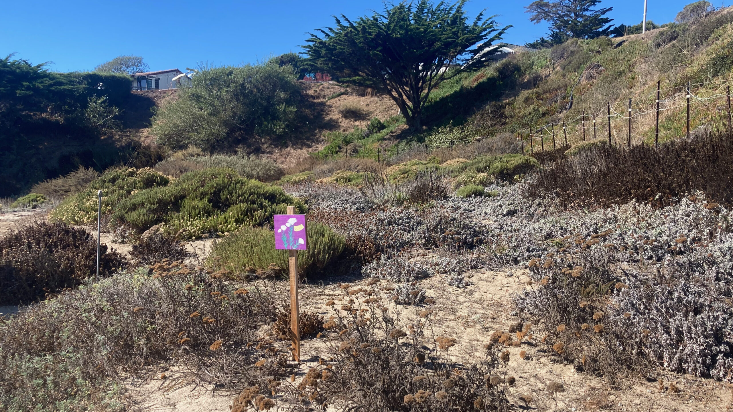 A dune restoration area at Seabright Beach next to a bluff. In the foreground, clumps of foot-high plants grow in the sand around a small, hand-painted sign of flowers. In the background, a fence surrounds the plants and the base of the bluff.