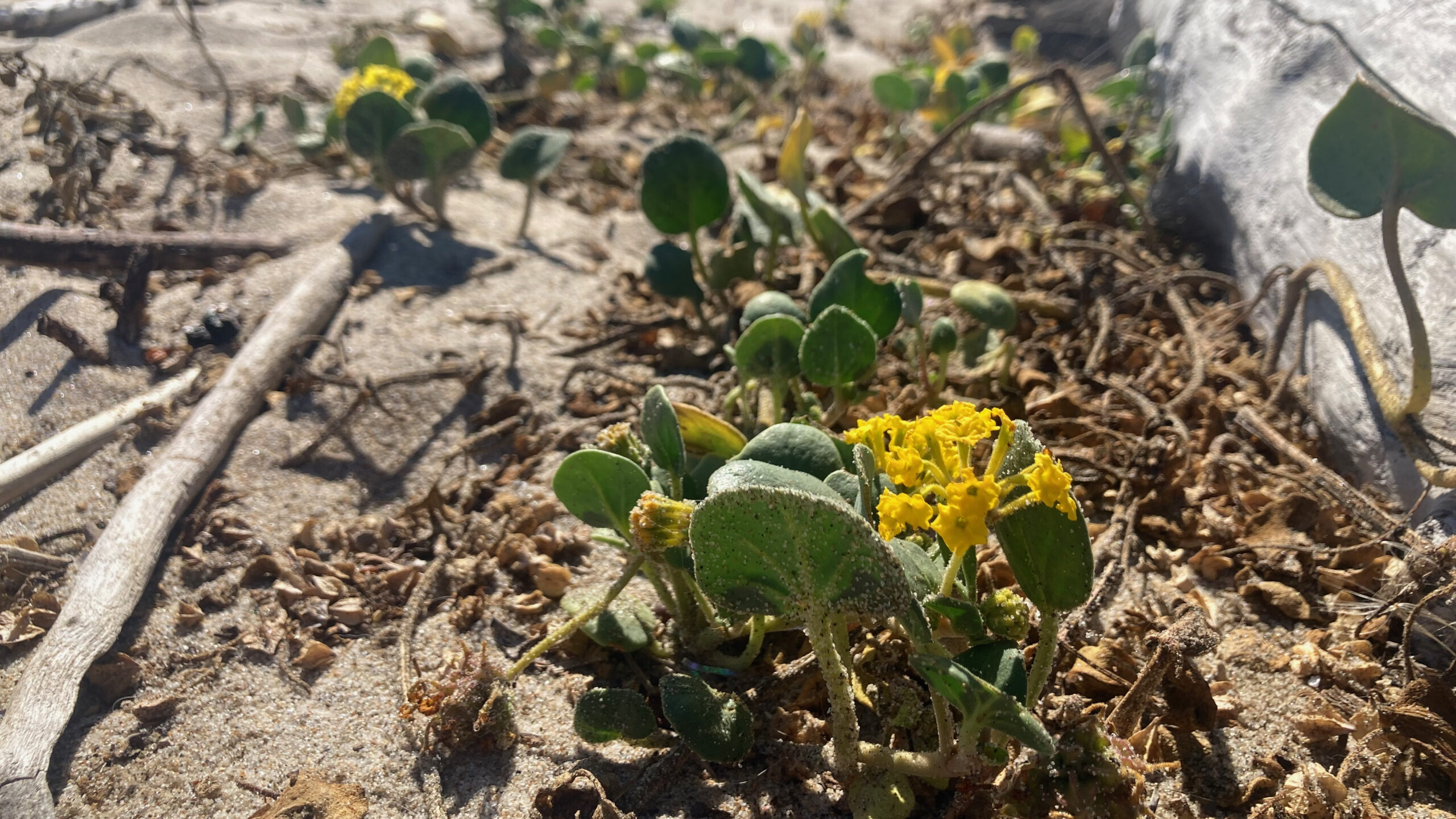 A close up picture of yellow sand verbena, a small creeping plant, next to a log on sand. The plant has a flowering head made up of multiple small yellow flowers. It has green, round, fleshy leaves.