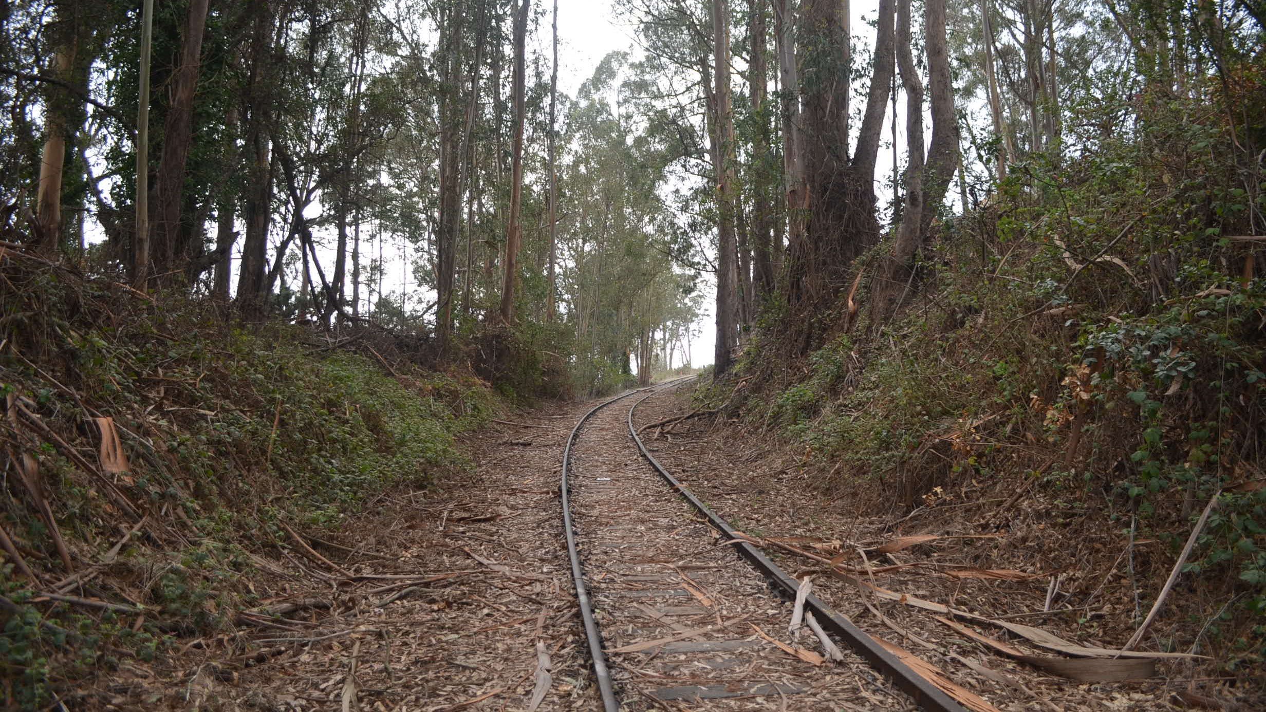 The rail line curves to the right and disappears behind a stand of eucalyptus trees. The tracks are covered in leaves.