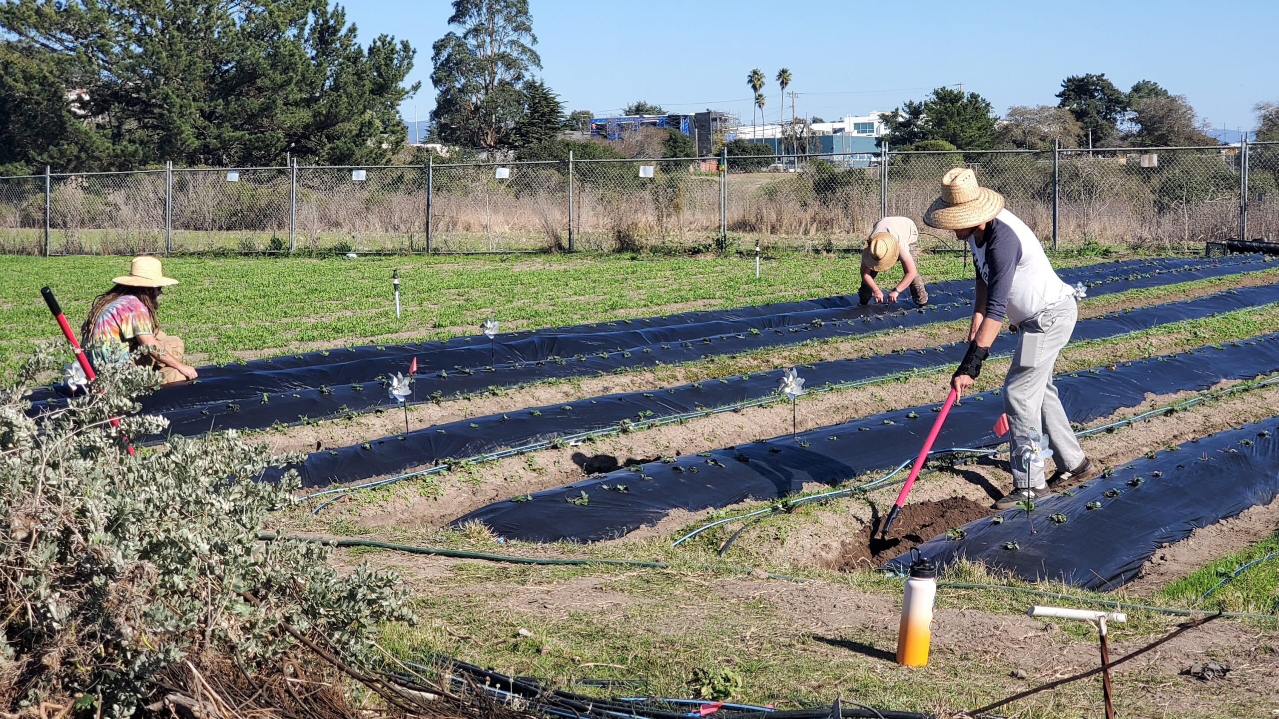 People farming at the Homeless Garden Project in Santa Cruz.