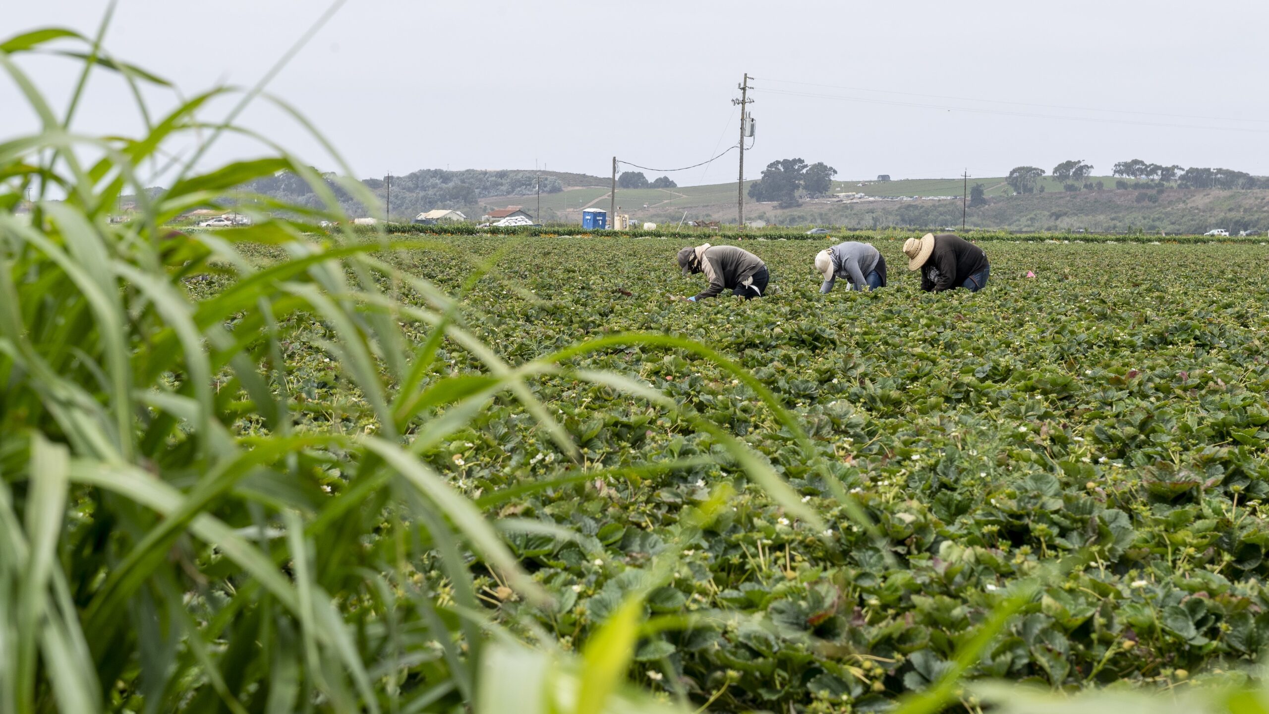 Three farmworkers bending down picking strawberries in a field. Pesticides were applied to berries and other crops near schools in Santa Cruz County hundreds of times.