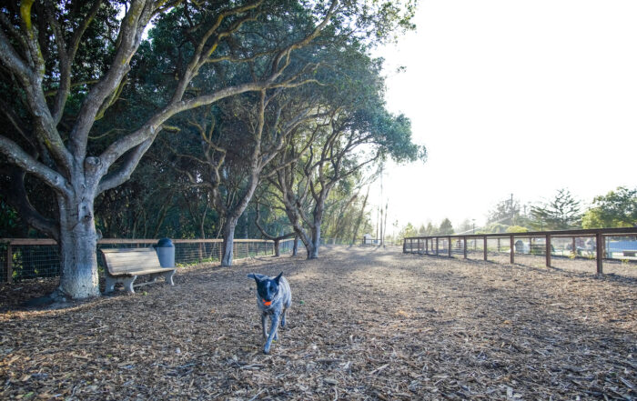 A beautiful blue heeler dog runs towards the camera with a bright orange ball in her mouth. In the background a large oak tree accompanies a bench at an enclosed dog park with a wood chip ground.
