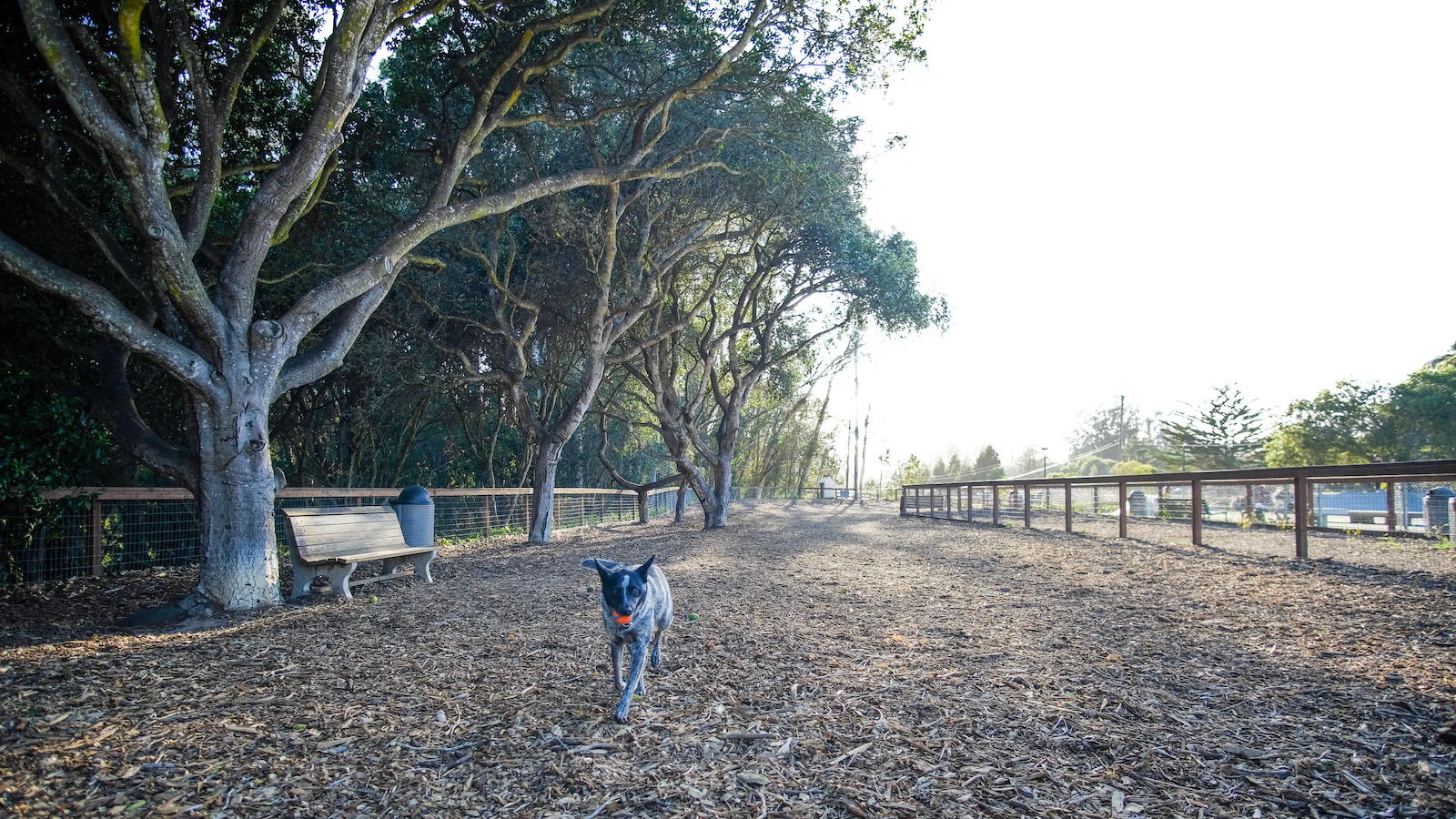 A beautiful blue heeler dog runs towards the camera with a bright orange ball in her mouth. In the background a large oak tree accompanies a bench at an enclosed dog park with a wood chip ground.