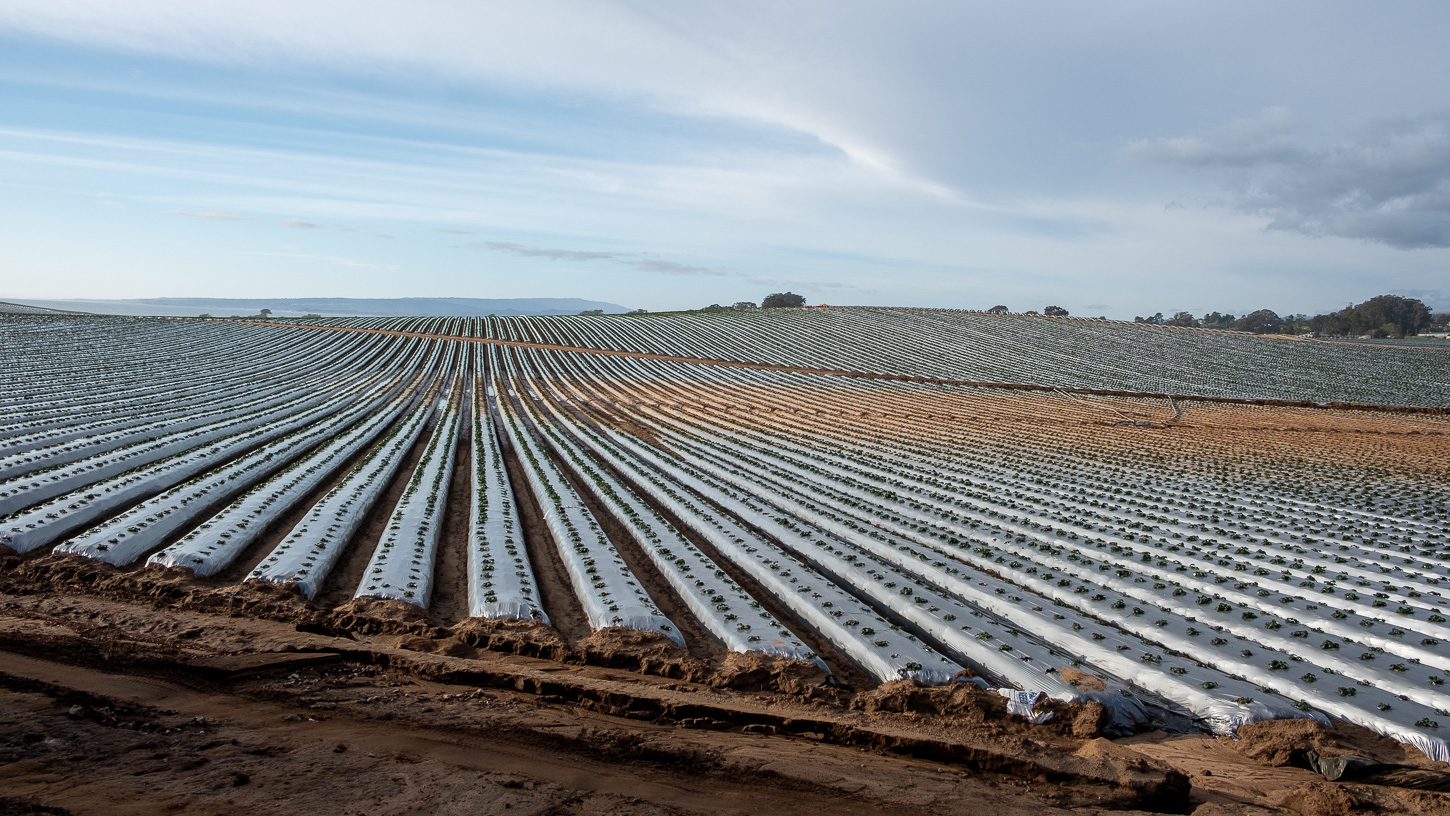 agriculture-watsonville-2025-2-17-altenberg