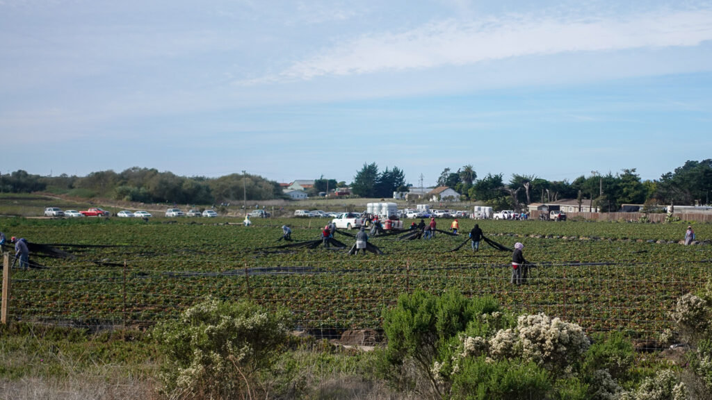 Image for display with article titled New Pesticide Alerts Draw Praise, Criticism in Pajaro Valley