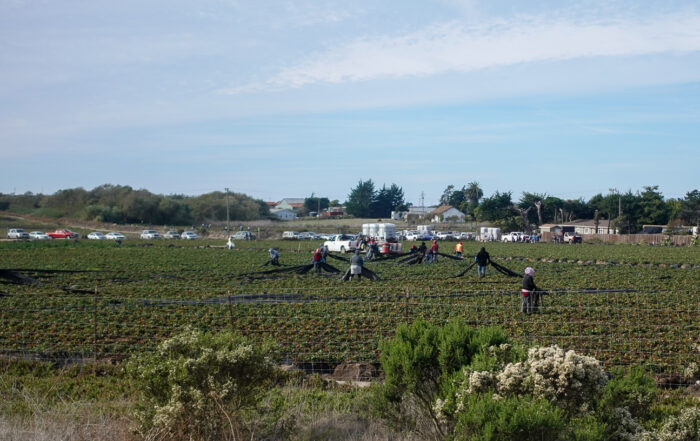 Farmworkers handle tarps at a farm near Moss Landing in October 2024. (Nik Altenberg — Santa Cruz Local file)