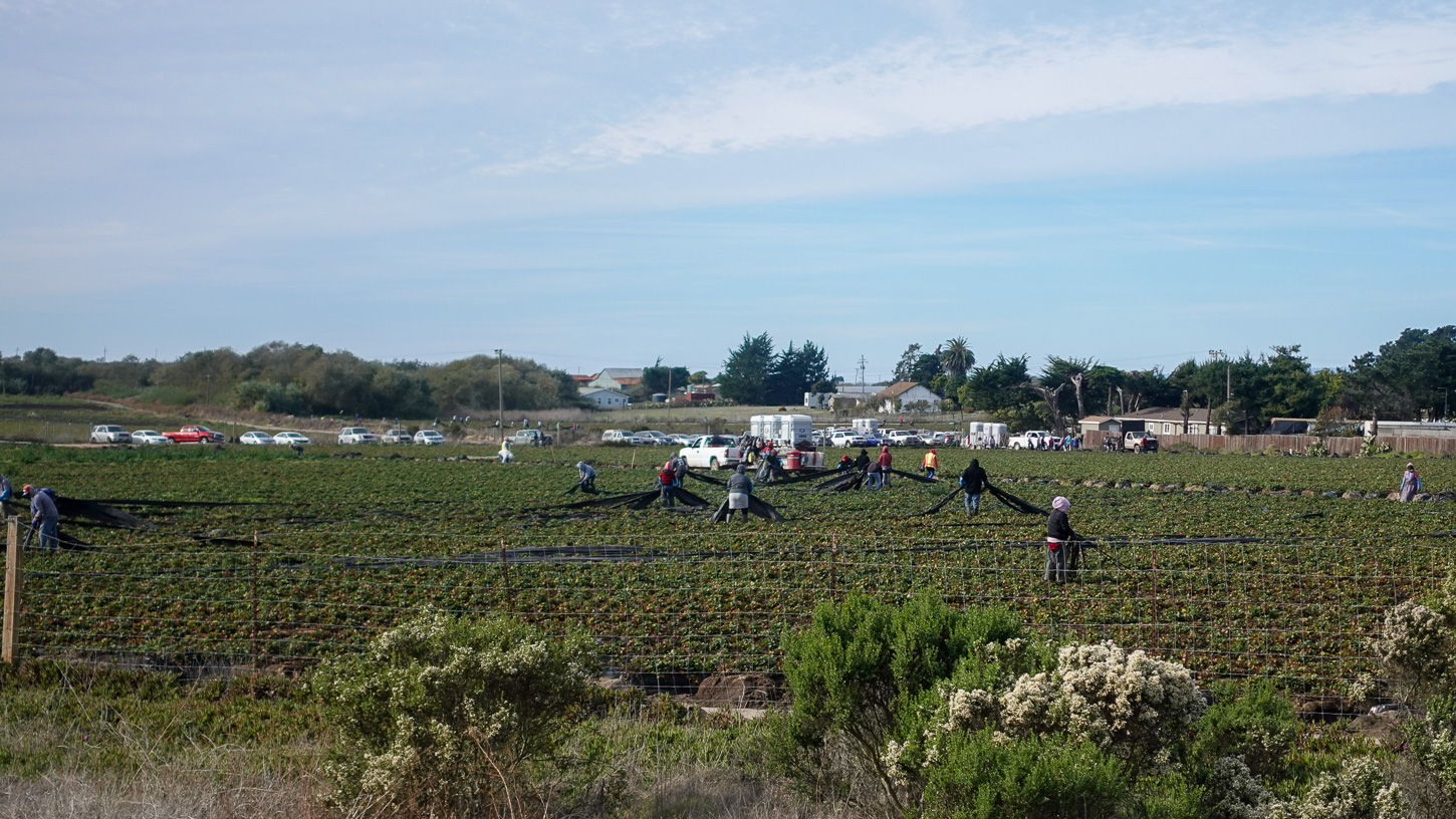 farmworkers-moss-landing-altenberg Farmworkers handle tarps at a farm near Moss Landing in October 2024. (Nik Altenberg — Santa Cruz Local file)