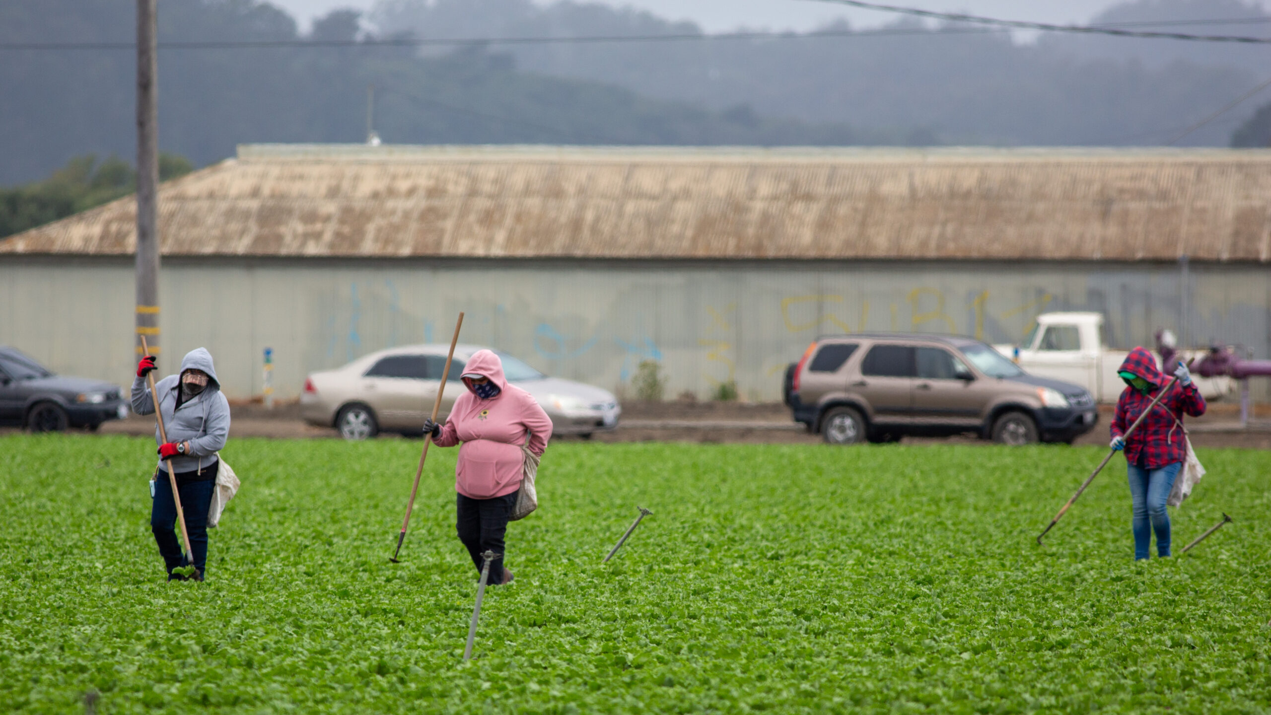 20250703_Watsonville_Farmworkers_AE-2 Farmworkers walk through a field of leafy green crops near Holohan Road in Watsonville in July 2025.