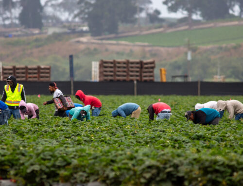 How pesticides endanger pregnant farmworkers in Pajaro Valley
