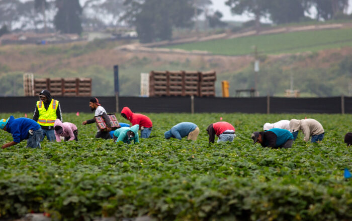 Farmworkers bend over to pick strawberries at a farm in Watsonville in July 2025.