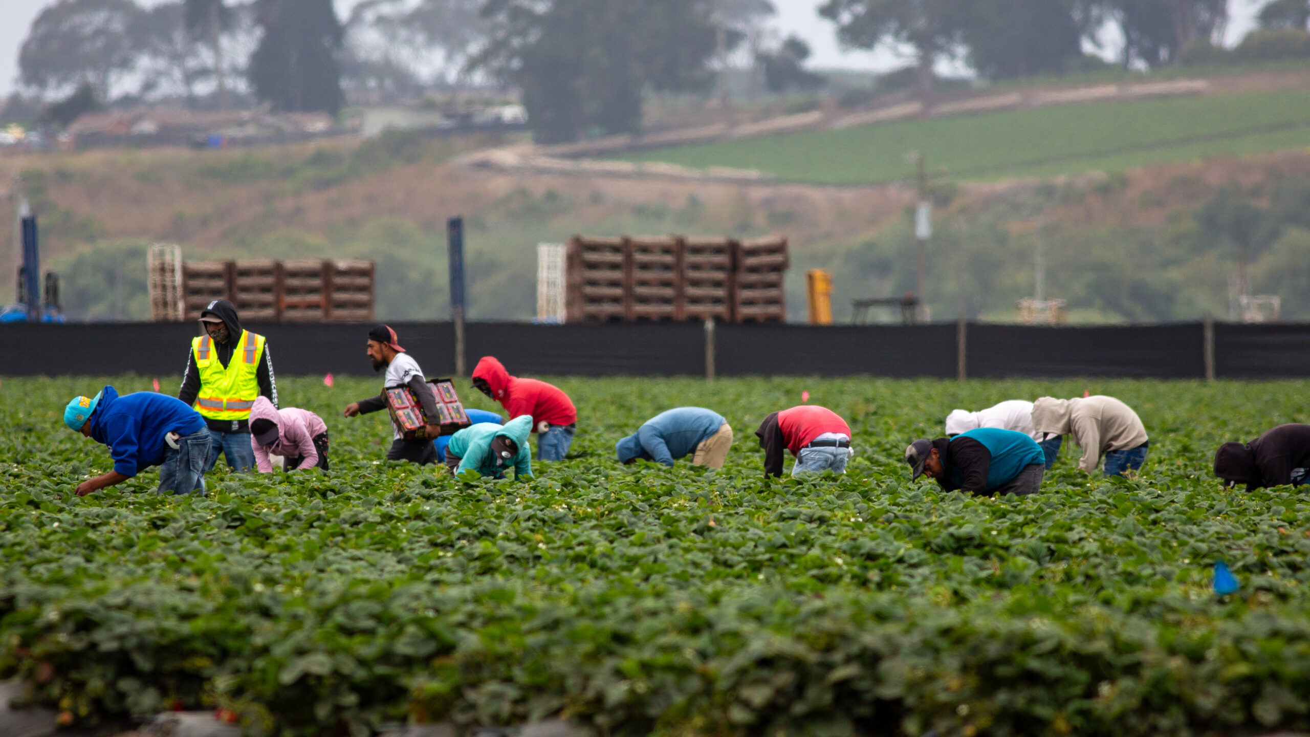 Farmworkers bend over to pick strawberries at a farm in Watsonville in July 2025.
