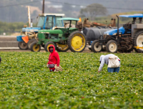 Fieldworker turned business owner: Dulce Organic Farms