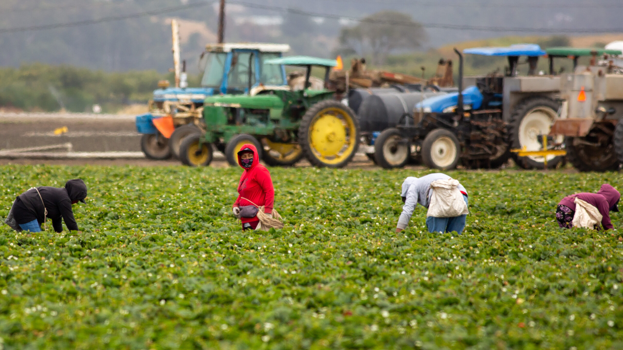 20250703_Watsonville_Farmworkers_AE-4 Farmworkers stand in a field of leafy green crops, with a large green tractor in the background, near Holohan Road in Watsonville in July 2025.