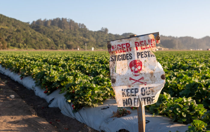 A sign with skull and crossbones is posted by a strawberry field in Pajaro in June 2025.