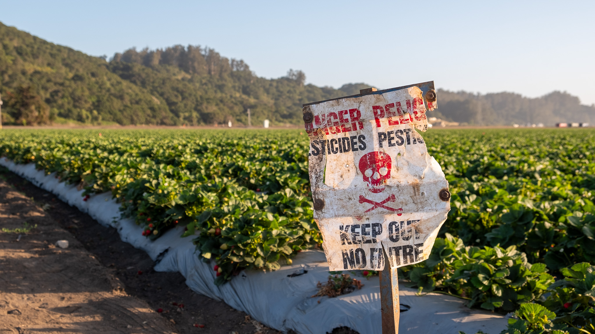 strawberries-pesticides-agriculture-pajaro-june-2025-altenberg A sign with skull and crossbones is posted by a strawberry field in Pajaro in June 2025.