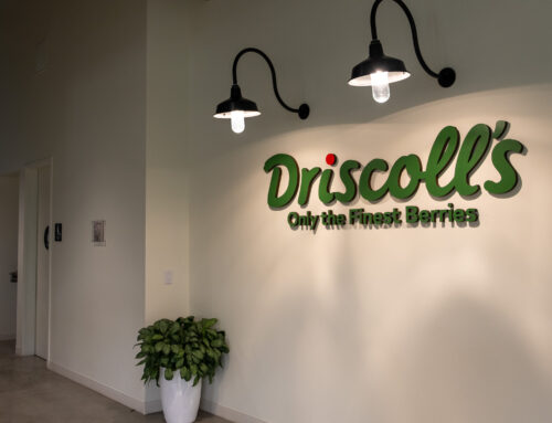 Driscoll’s CEO steps down amid growing activist pressure on company for use of pesticides