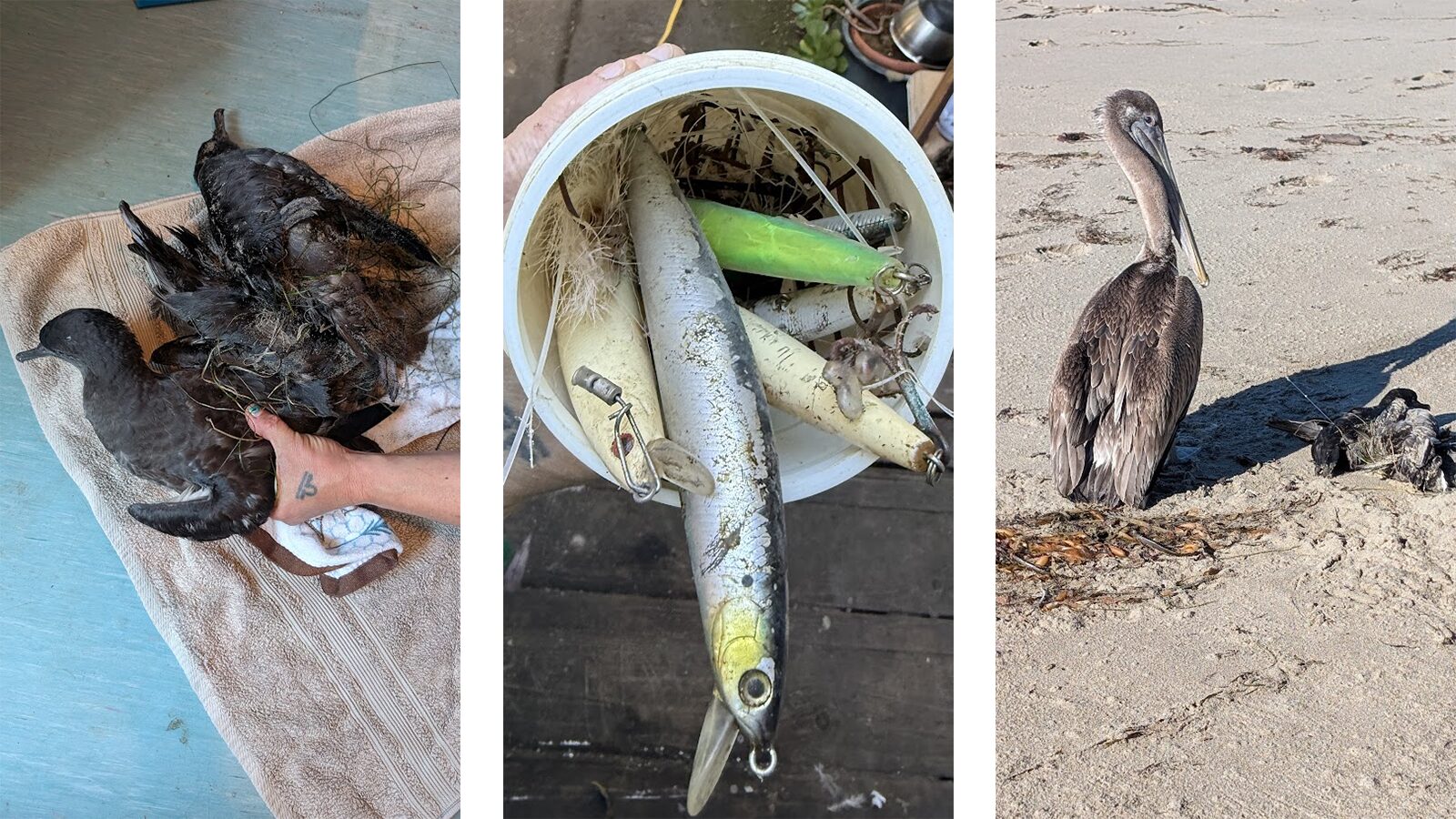 Santa Cruz County remains a hotspot for fishing-related bird injuries ...