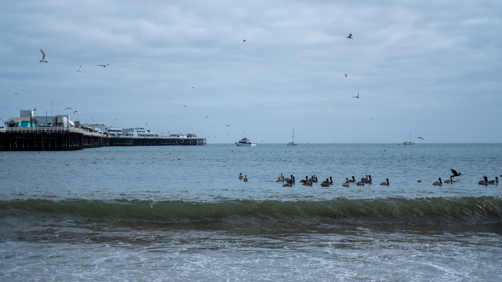 El condado de Santa Cruz sigue siendo un punto crítico para las lesiones de  aves relacionadas con la pesca - Santa Cruz Local, image size:1600x900