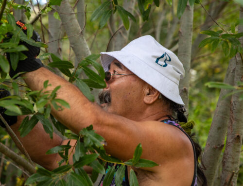 Return of the River Stewards: shelter residents tend to San Lorenzo riverbank ecosystem
