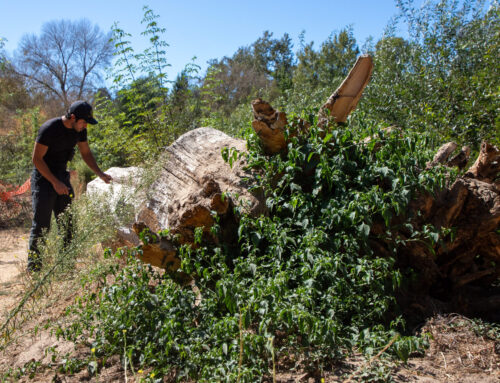 Monitoring invasive beetles in Santa Cruz County