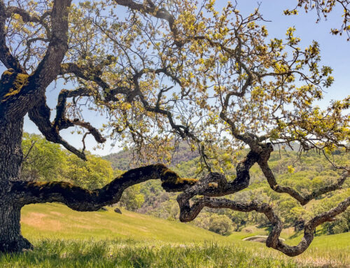 Learn to identify invasive beetles that threaten trees in Santa Cruz County